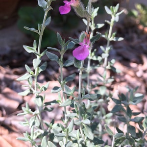 Cat Thyme Teucrium marum image 2