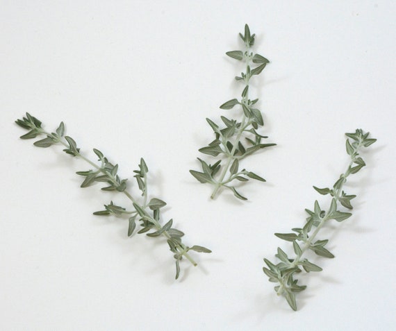 Cat Thyme (Teucrium marum)