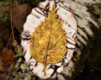 Forest Floor: Silver and Golden Birch