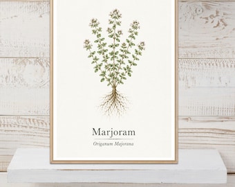 Marjoram Poster, Marjoram Print, Herb Wall Art, Herb Print, Botanical Print, Kitchen Decor