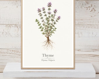 Thyme Poster, Thyme Print, Herb Wall Art, Herb Print, Botanical Print, Kitchen Decor