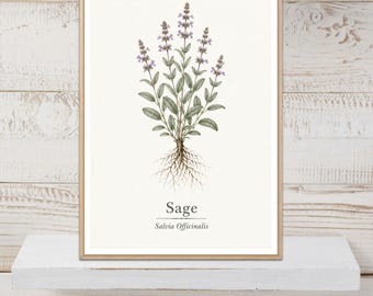 Sage Poster, Sage Print, Herb Wall Art, Herb Print, Botanical Print, Kitchen Decor