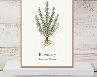 Rosemary Poster, Rosemary Print, Herb Wall Art, Herb Print, Botanical Print, Kitchen Decor