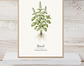 Basil Poster, Basil Print, Herb Wall Art, Herb Print, Botanical Print, Kitchen Decor