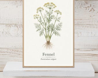 Fennel Poster, Fennel Print, Herb Wall Art, Herb Print, Botanical Print, Kitchen Decor
