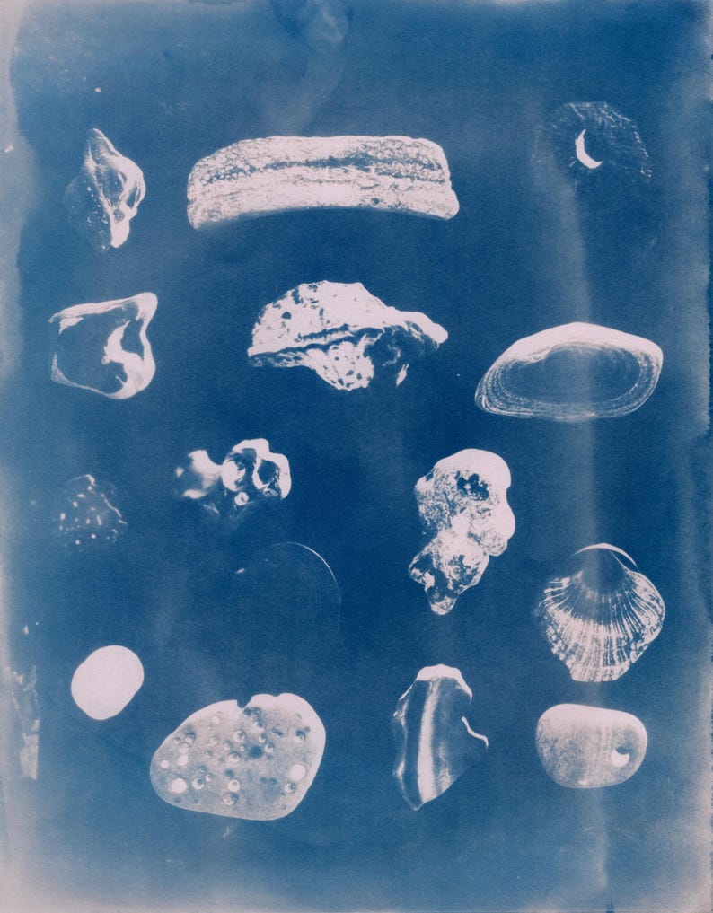 unique-cyanotypes-sealife-shells-tidepools-handcrafted-in-la-etsy