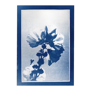 May include: A cyanotype print of a flower with large, open petals and a stem with buds. The image is framed in a dark blue border, with a light blue background. The flower is the focal point of the image.