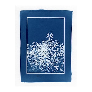 May include: A cyanotype print featuring a botanical image of a plant with many leaves. The image is a white silhouette against a dark blue background, framed by a white border. The print has a vintage aesthetic.