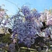 Wisteria Earrings