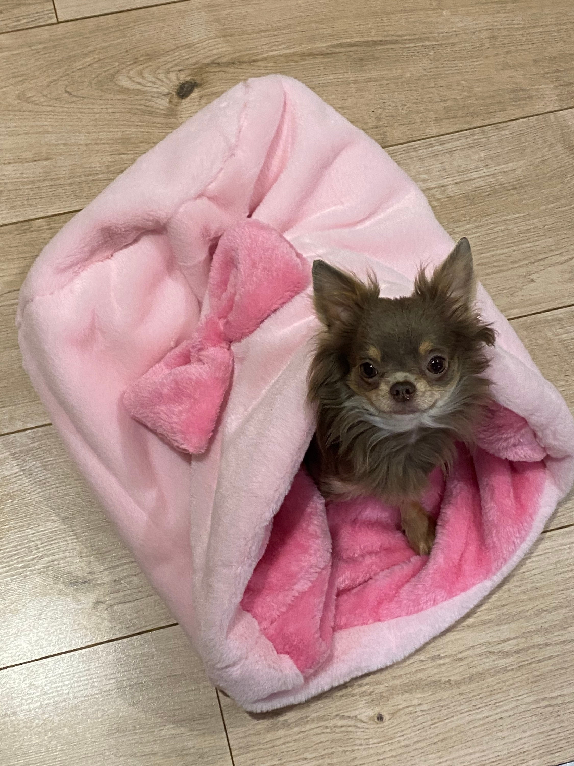 Chihuahua in a online blanket