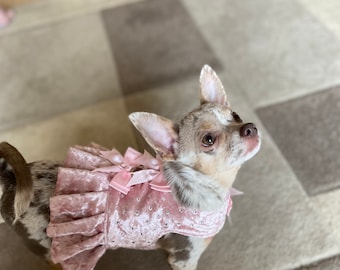 May include: A small, brown and white chihuahua wearing a pink velvet dress with a pink bow and rhinestones.