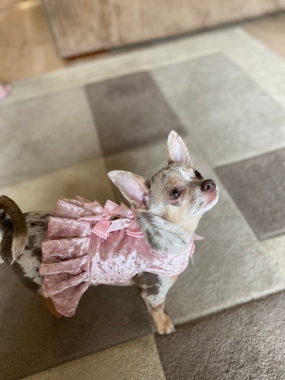 Chihuahua harness and lead sale
