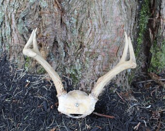 6 Point Set of Pennsylvania Deer Antlers, Great for Hanging, Crafts, Coat Rack, Hole for Hanging, Nice Rack!