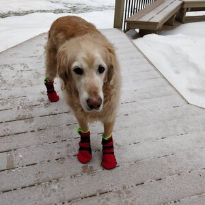 custom dog boots