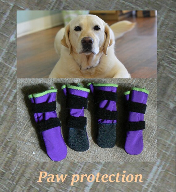 custom dog boots