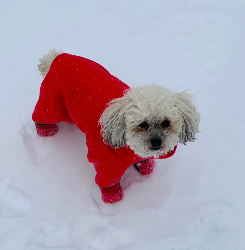 Winter Hund Anzug / Havanese Hund Anzug / Hundestiefel / Hund Etsy