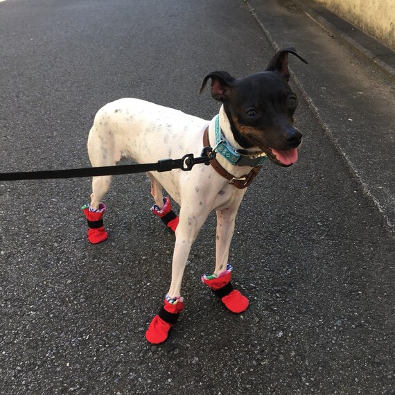 dog xxs boots