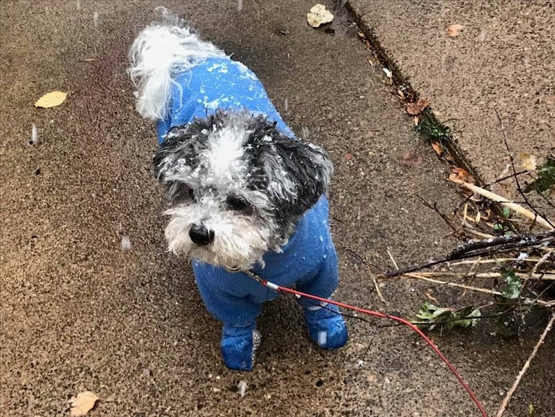 Winter dog suit / Havanese dog suit / Dog boots/ Dog coat / Etsy