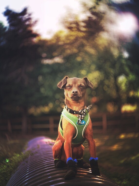 dog xxs boots