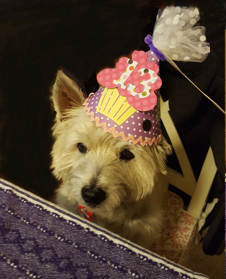 Dog Birthday Hats Personalized Pet Hats Hand Made Hats For Your Pets