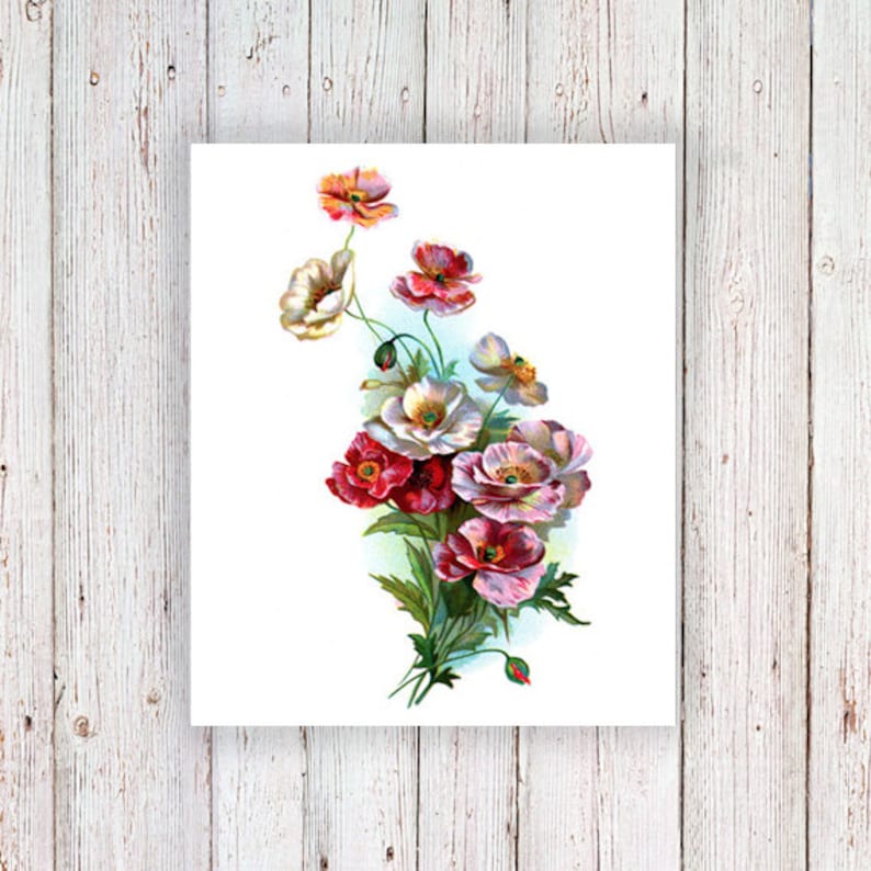 May include: A bouquet of pink, white, and red poppy flowers with green leaves. The flowers are arranged in a cluster and have a vintage style.