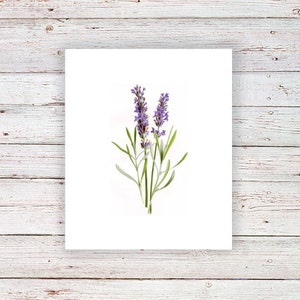 May include: A close-up of two sprigs of lavender with purple flowers and green leaves against a white background.