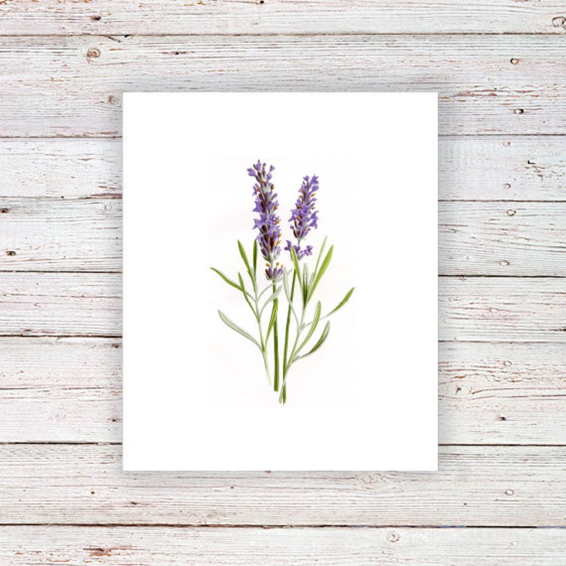 May include: A close-up of two sprigs of lavender with purple flowers and green leaves against a white background.