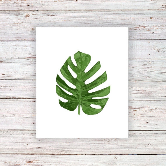 てち　超希少　本物　モンステラ　デリシオーサ　タトゥー　フィロデンドロン てち 超希少 本物 モンステラ デリシオーサ タトゥー