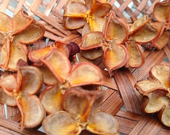 Dried Carrotwood Flower Blossom Blooms Durable Potpourri craft wreath arrangement decoration bouquet natural nature (20 count)