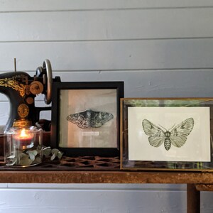 Light Moth Original painting Watercolour and Ink, night butterfly, Bild 6