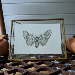 Light Moth Original painting Watercolour and Ink, night butterfly, Bild 3