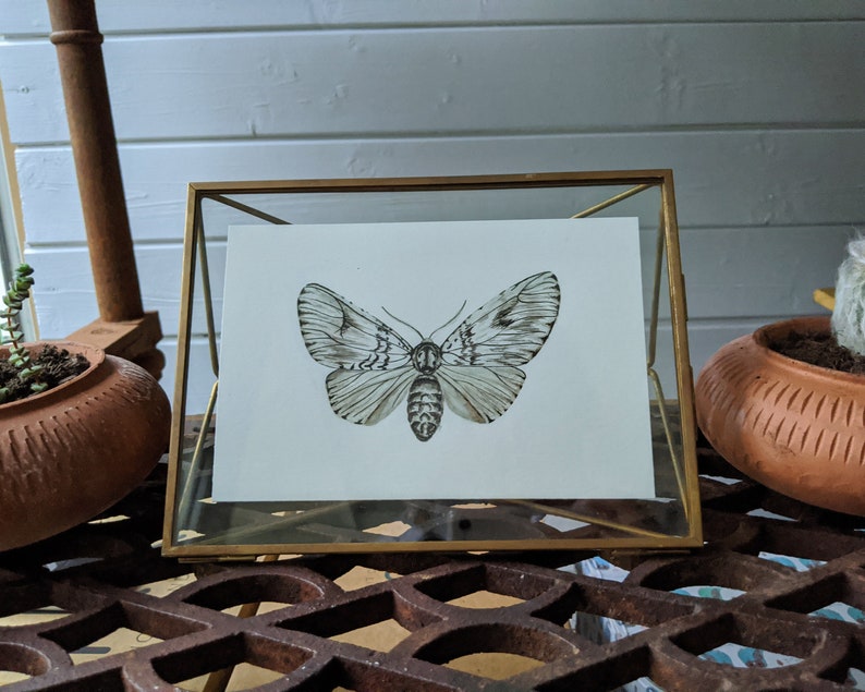 Light Moth Original painting Watercolour and Ink, night butterfly, Bild 3