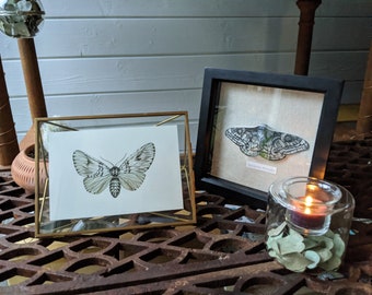 Light Moth - Watercolour and Ink, original painting, night butterfly, A5 print
