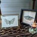 see more listings in the Moths section