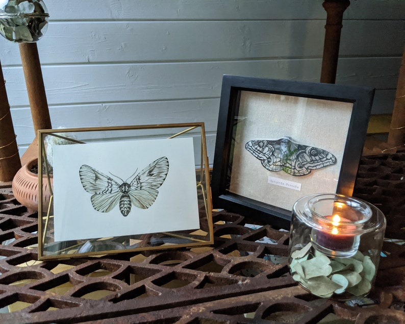Light Moth Original painting Watercolour and Ink, night butterfly, Bild 1