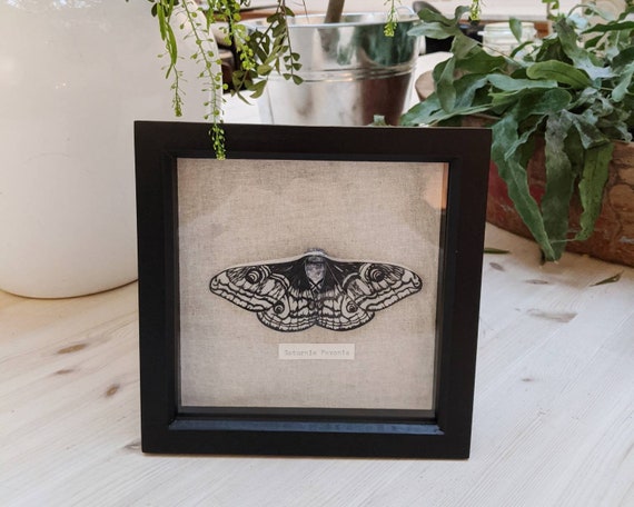 Paper Moth Enotmology - Saturnia Pavonia - Emperor Moth - Paper Sculpture