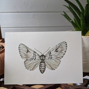 Light moth art print A5 landscape image 2