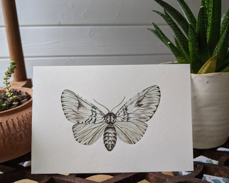 Light moth art print A5 landscape image 2