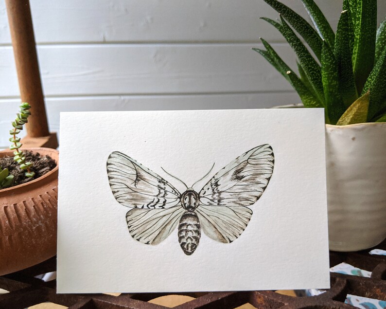 Light Moth Original painting Watercolour and Ink, night butterfly, Bild 2