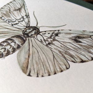 Light moth art print - A5 landscape