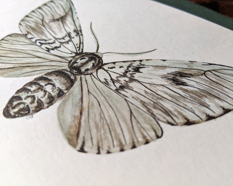 Light moth art print A5 landscape image 1