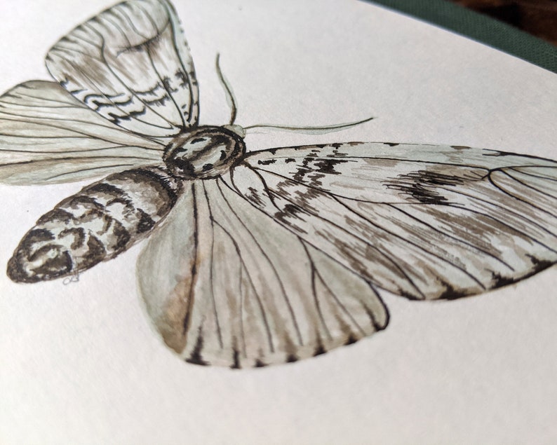 Light Moth Original painting Watercolour and Ink, night butterfly, Bild 4