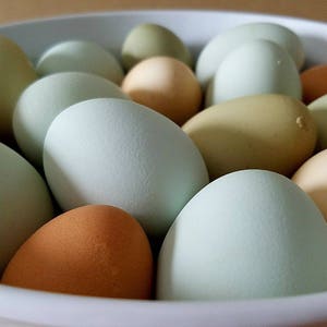 May include: A close-up of a white bowl filled with a variety of fresh eggs. The eggs vary in color, including shades of green, blue, tan, and brown. The eggs have a smooth, textured surface.