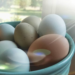 May include: A collection of fresh eggs in a turquoise ceramic bowl. The eggs vary in color, including shades of brown, beige, and blue. The bowl is placed near a window, with sunlight illuminating the scene. A natural and rustic theme.