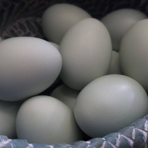 May include: A close-up shot of a basket filled with a dozen pale blue eggs. The eggs are oval-shaped with smooth shells. The basket has a woven design. The eggs are a soft, muted blue color.