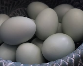 Hand Blown Bantam Chicken Eggs | Natural Blue, Farmhouse Decor