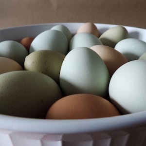 May include: A white bowl filled with a variety of eggs, including brown, white, and blue-green eggs.
