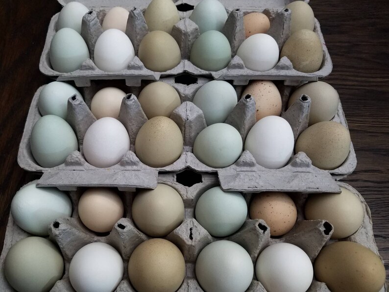 Hand Blown Free Range Chicken Easter Eggs Pastel Mix Blue ...