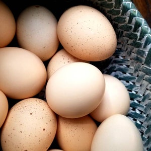 May include: A wicker basket filled with a dozen brown eggs.