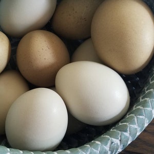May include: A wicker basket filled with a variety of brown and white eggs.